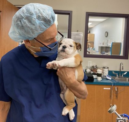 surgical-pug